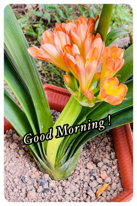 Good Morning Lily Flowers Always Grow Beautifully