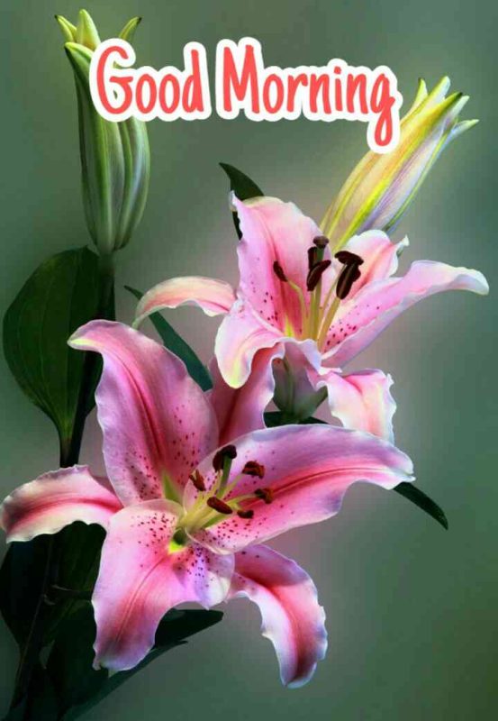 30+ Good Morning Wishes  Lily Flowers Images