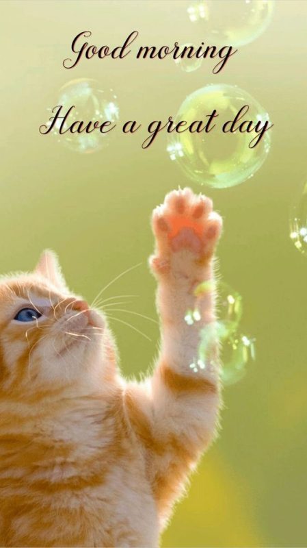 Have A Great Day Cat Good Morning