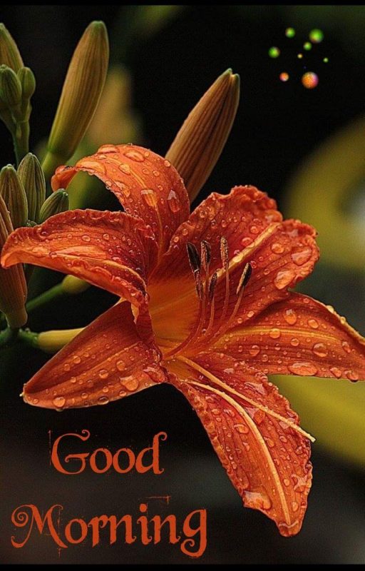 Lily Good Morning Have A Good Day