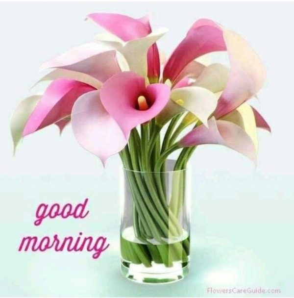 Lily Good Morning Have A Great Day Image