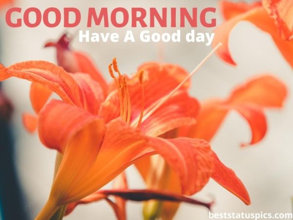 Lily Good Morning Orange Flowers