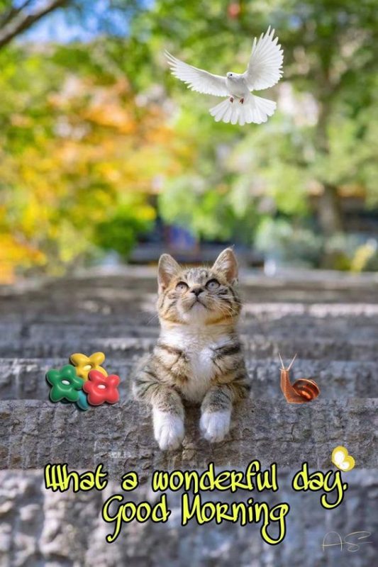 What A Wonderful Day Good Morning Cat
