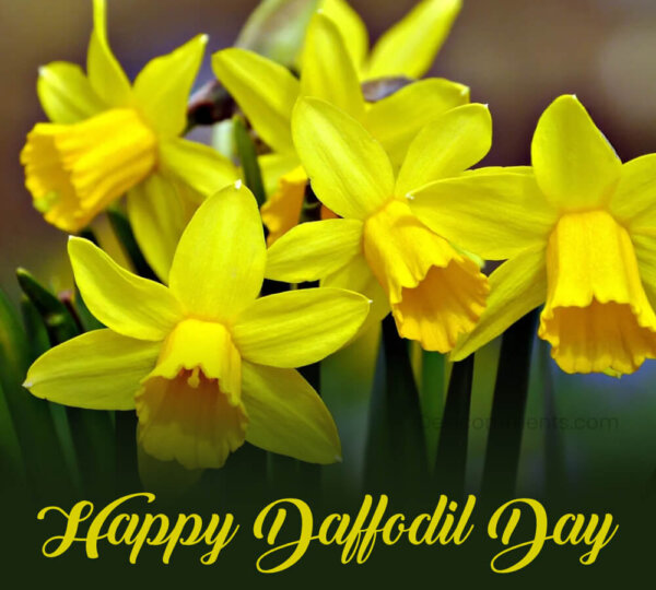 Beautiful Happy Daffodil Day