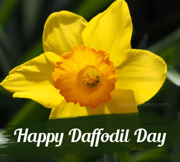 Happy Daffodil Day