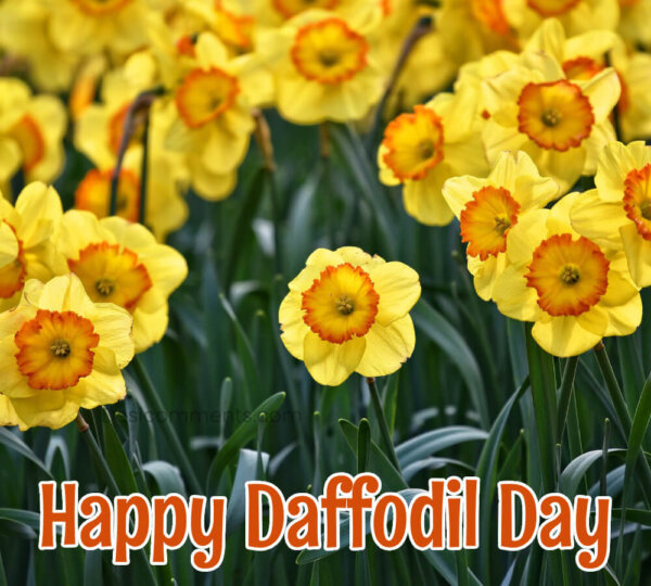 Happy Daffodil Day Photo