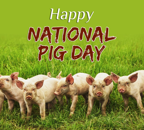 National Pig Day Pic
