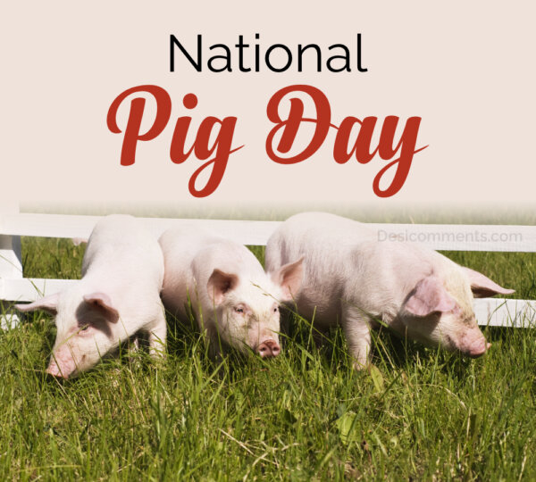 National Pig Day