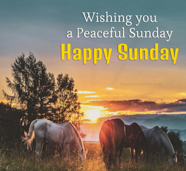 Wishing You A Peaceful Happy Sunday