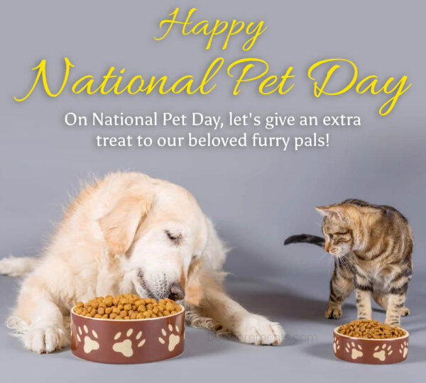 On National Pet Day, Let's Give An Extra Treat