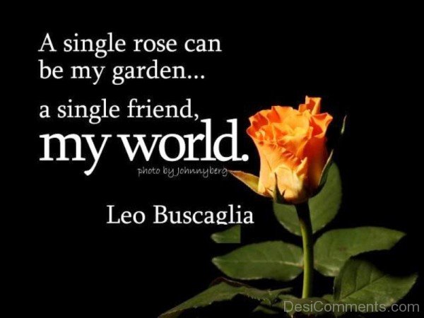 A Single Rose Can Be My Garden