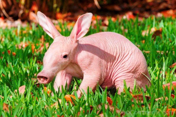 Aardvark Baby Image-dc1203