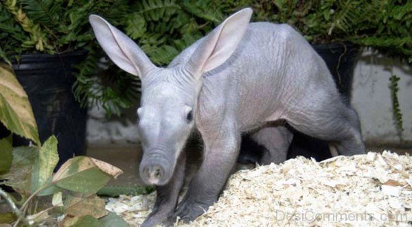 Aardvark Baby Photo-dc1204