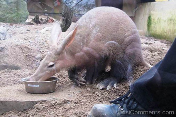 Aardvark Eating Food-dc1207