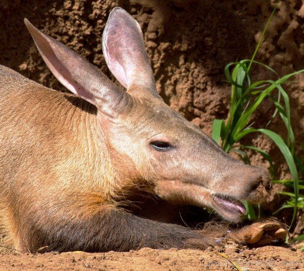 Aardvark Eating Grass-dc1208