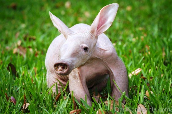 Aardvark On Grass-dc1213