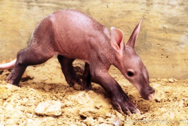 Aardvark Photo-dc1216