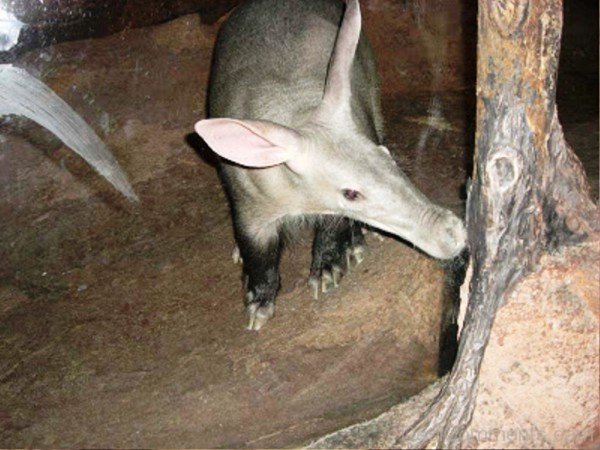 Aardvark Picture-dc1217