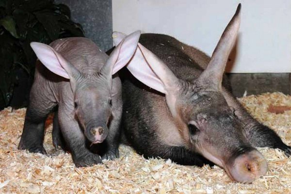 Aardvark With Baby-dc1218