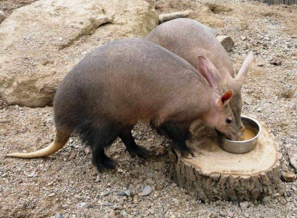 Aardvarks Eating Food-dc1220