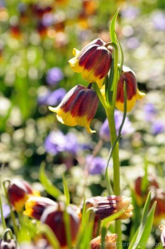 Adorable Fritillaria Michailovskyl