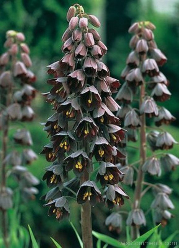 Adorable Fritillaria Persica Flowers-poi901DCqw12