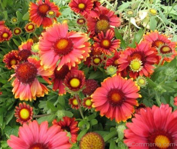 Adorable Gaillardia Arizona Flowers