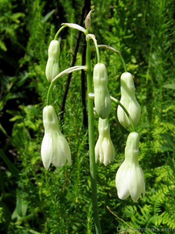 Adorable Galtonai Candicans Flowers