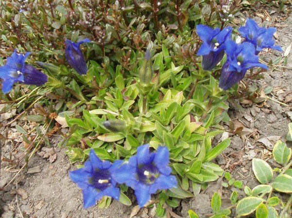 Adorable Gentiana Acaulis Flowers