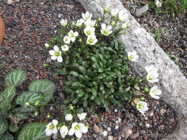 Adorable Gentiana Saxosa Flowers