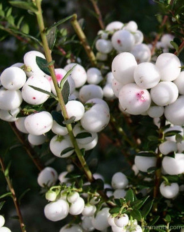 Adorable Snow Berry Flowers-hbk9801D0C05