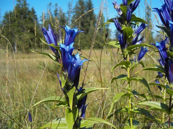 Adorable Willow Gentian Flowers-ujy501DCDesi18