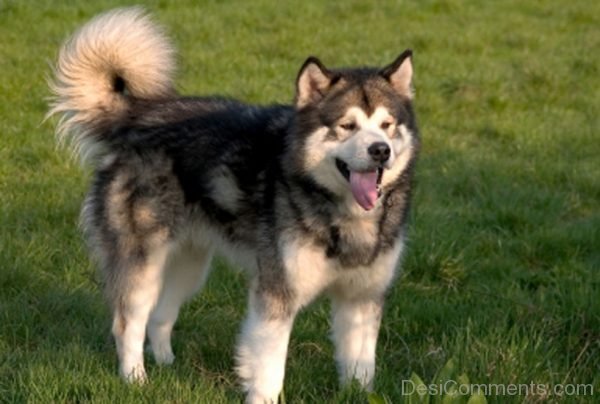 Alaskan Malamute Dog