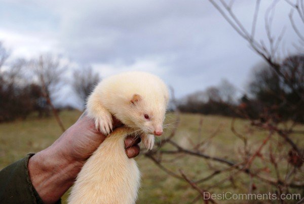 Albino Ferret-desi01