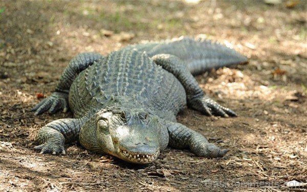 Alligator In Forest-db008