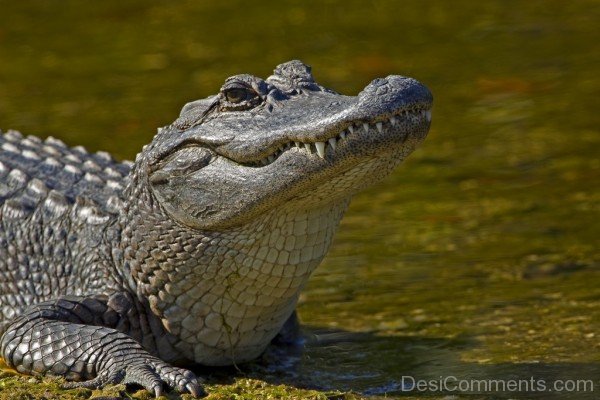 Alligator In Water-db010