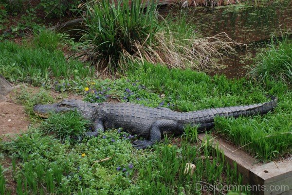 Alligator In Zoo-db011