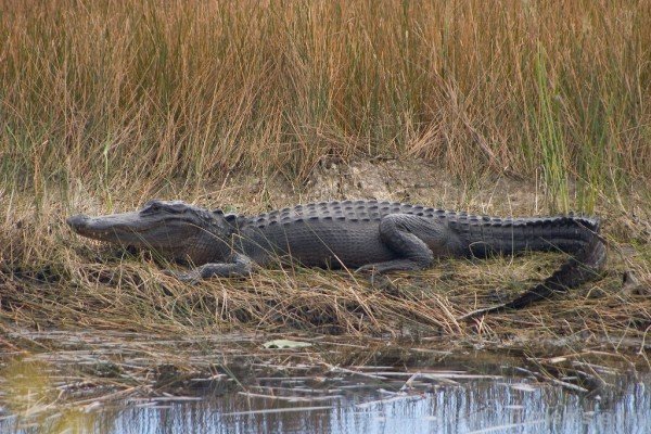Alligator Near Water-db014