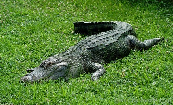 Alligator On Grass-db016