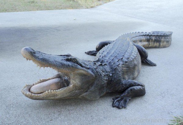 Alligator On Road-db017