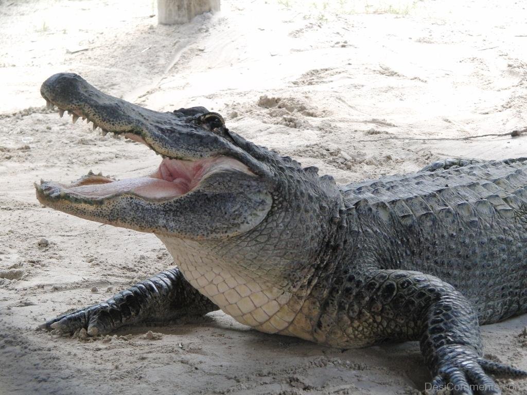 Alligator On Sand - DesiComments.com