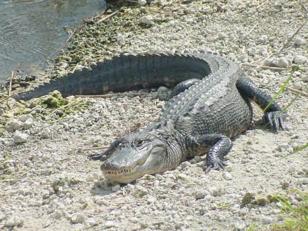 Alligator On Stones-db019