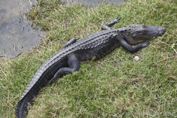 Alligator Resting On Grass-db021