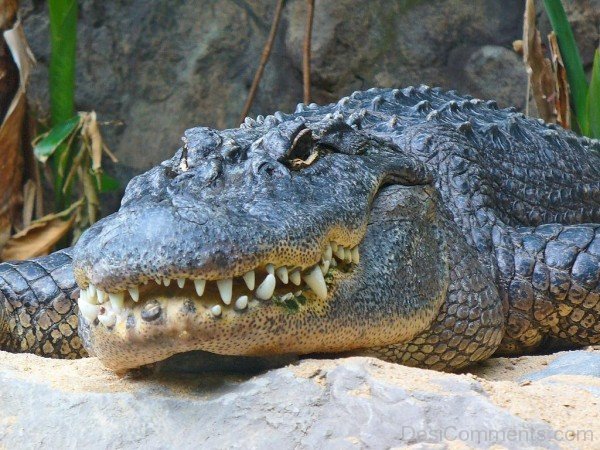 Alligator Teeth-db022