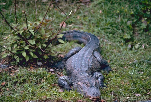 Alligator Walking On Grass-db023