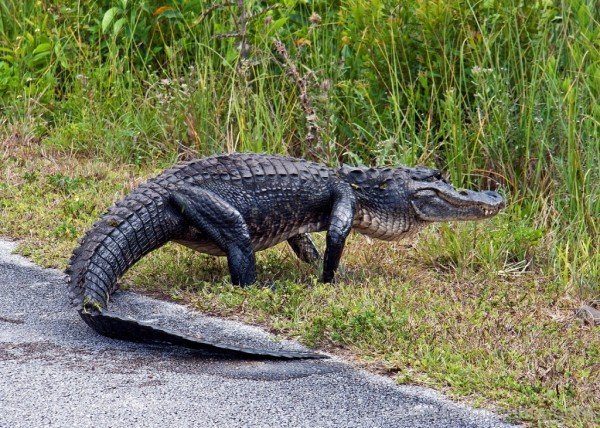 Alligator Walking On Road-db024
