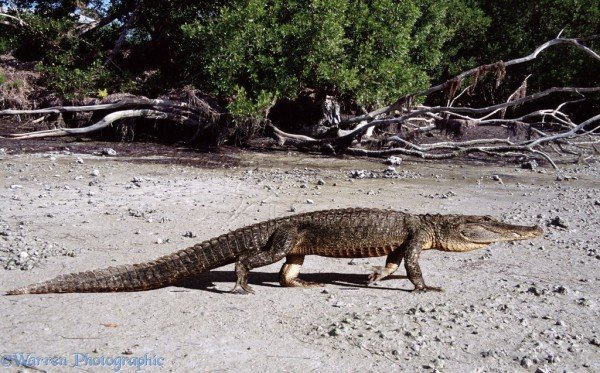 Alligator Walkink On Sand-db026