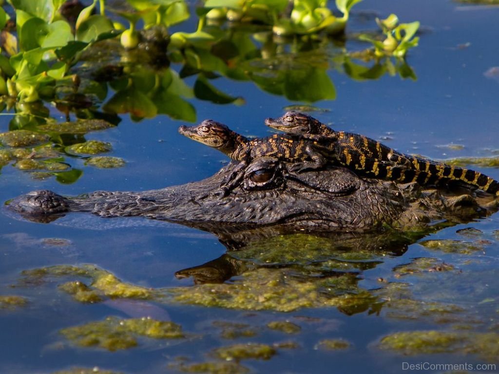 Alligator With Babies