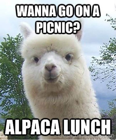 Alpaca Lunch