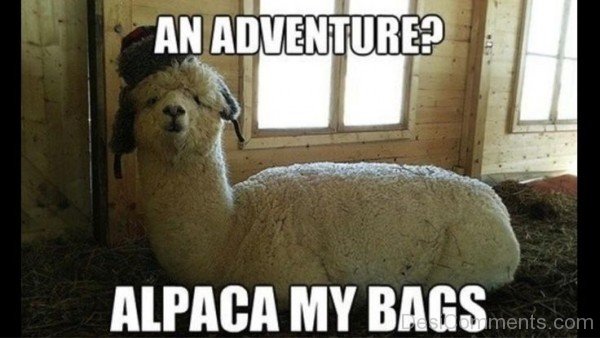 Alpaca My Bags